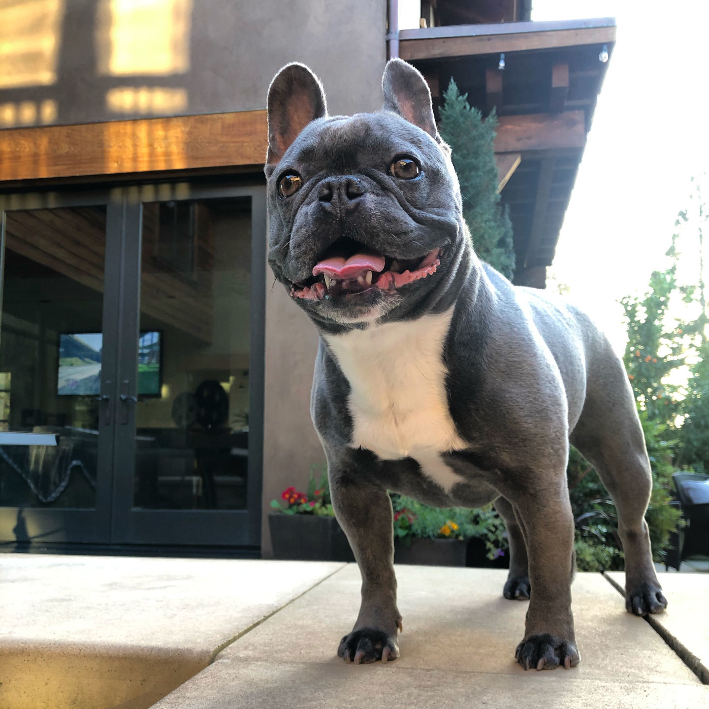Junebug